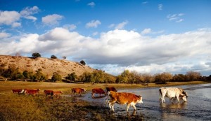 New-Mexico-water-rights-665x385